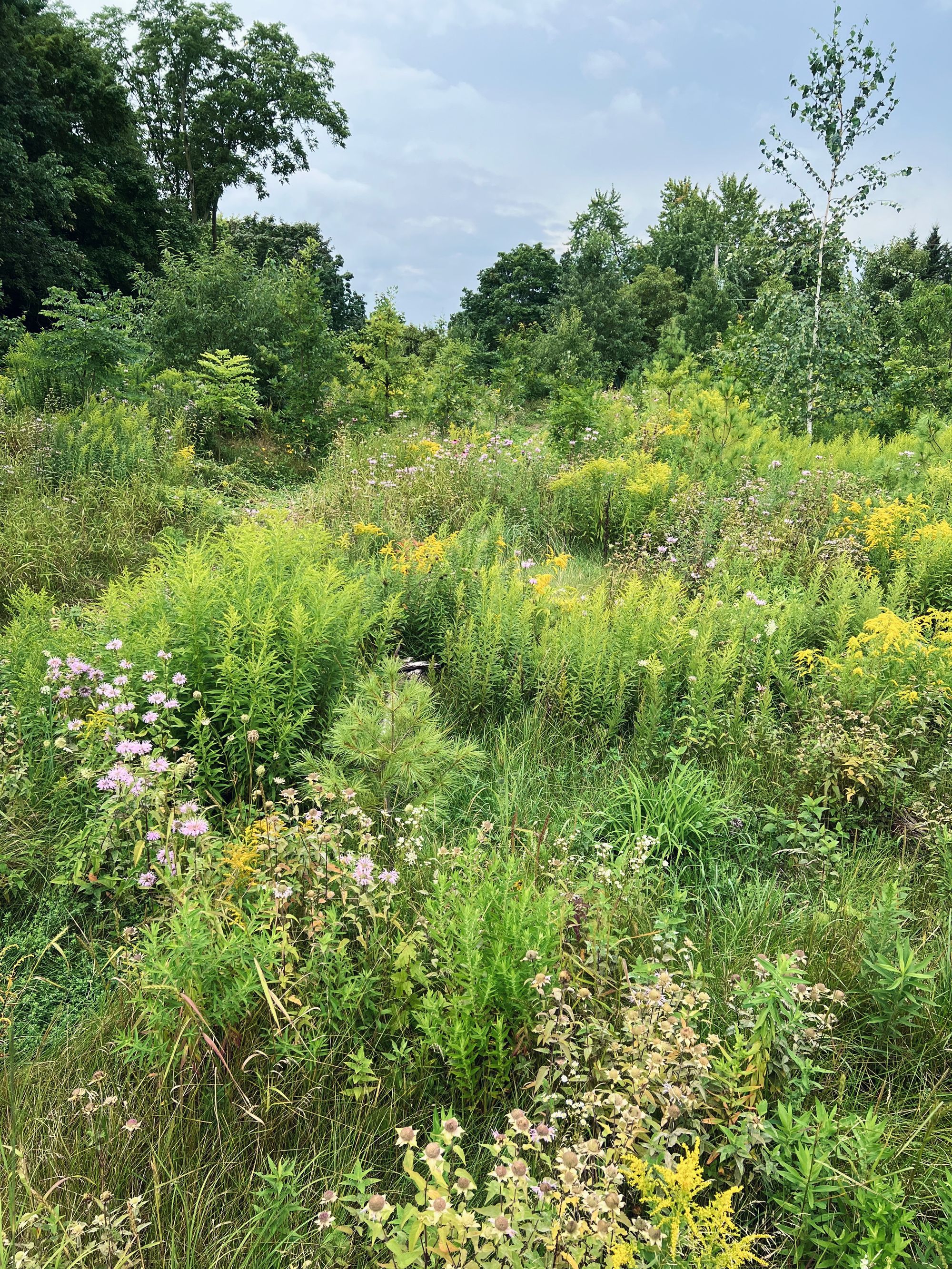 A view of the naturalized area in August 2023