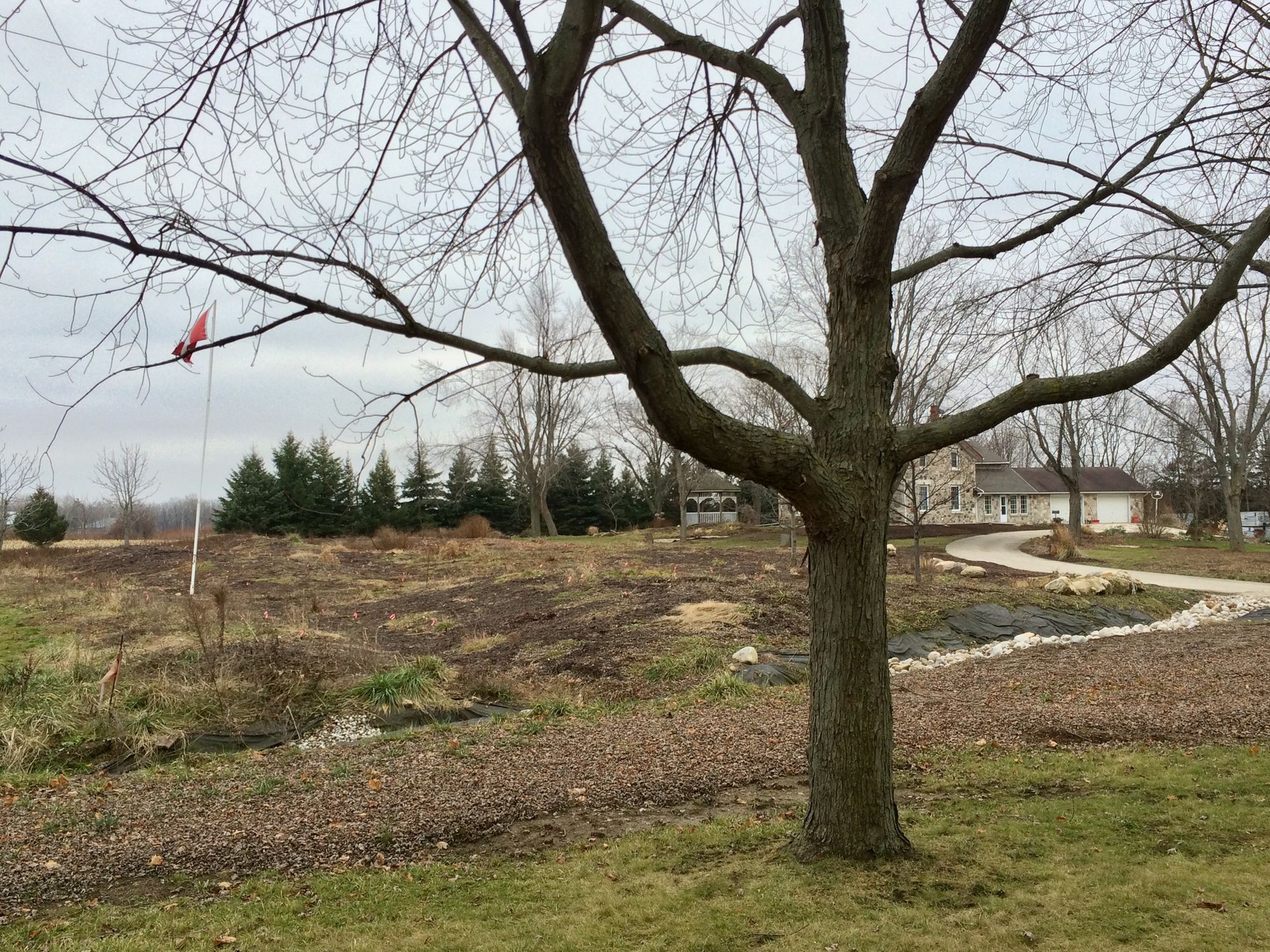 A view of the naturalized area in December 2015