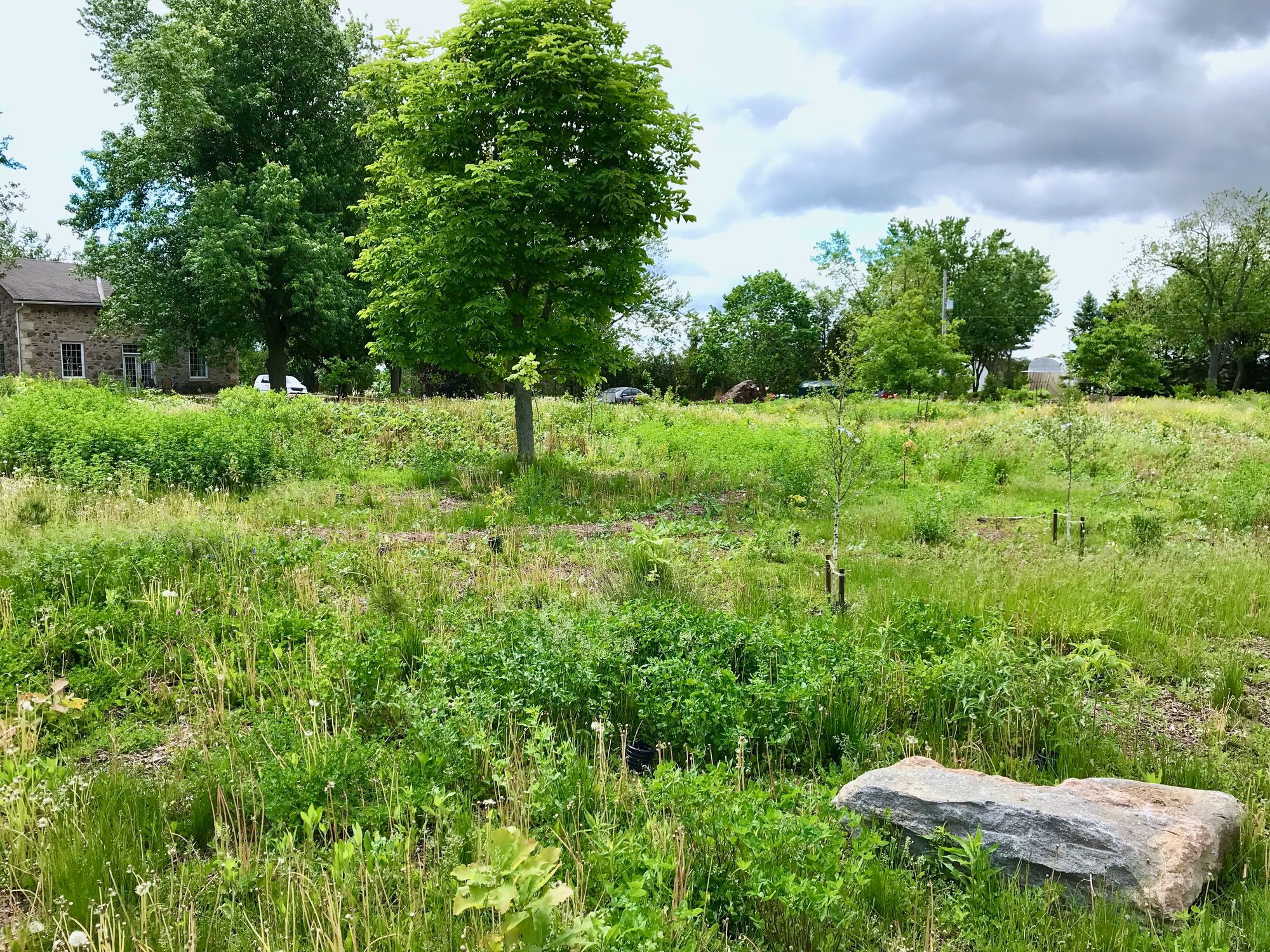 A view of the naturalized area in June 2018