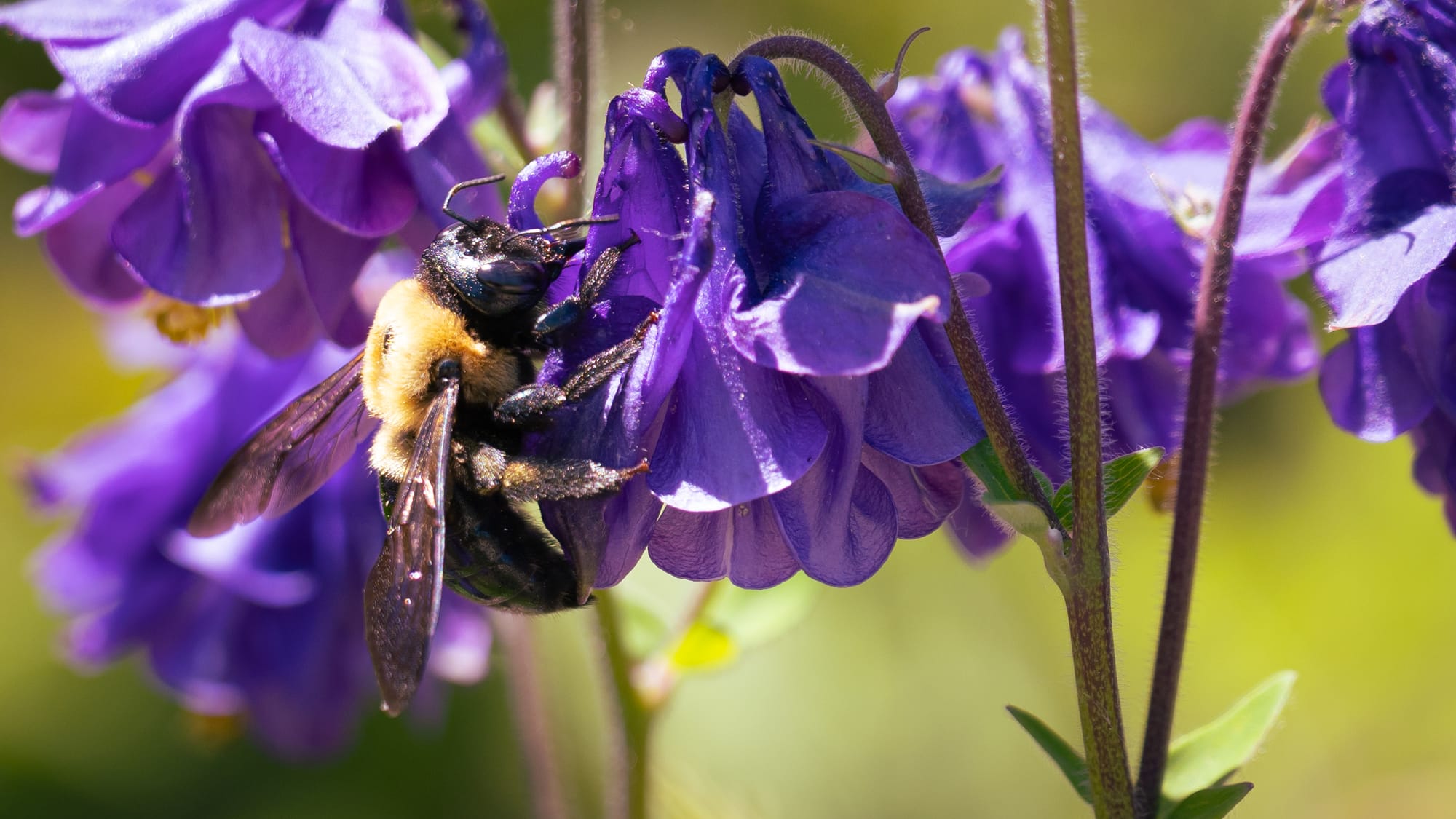 Bee enjoying an Aquilegia