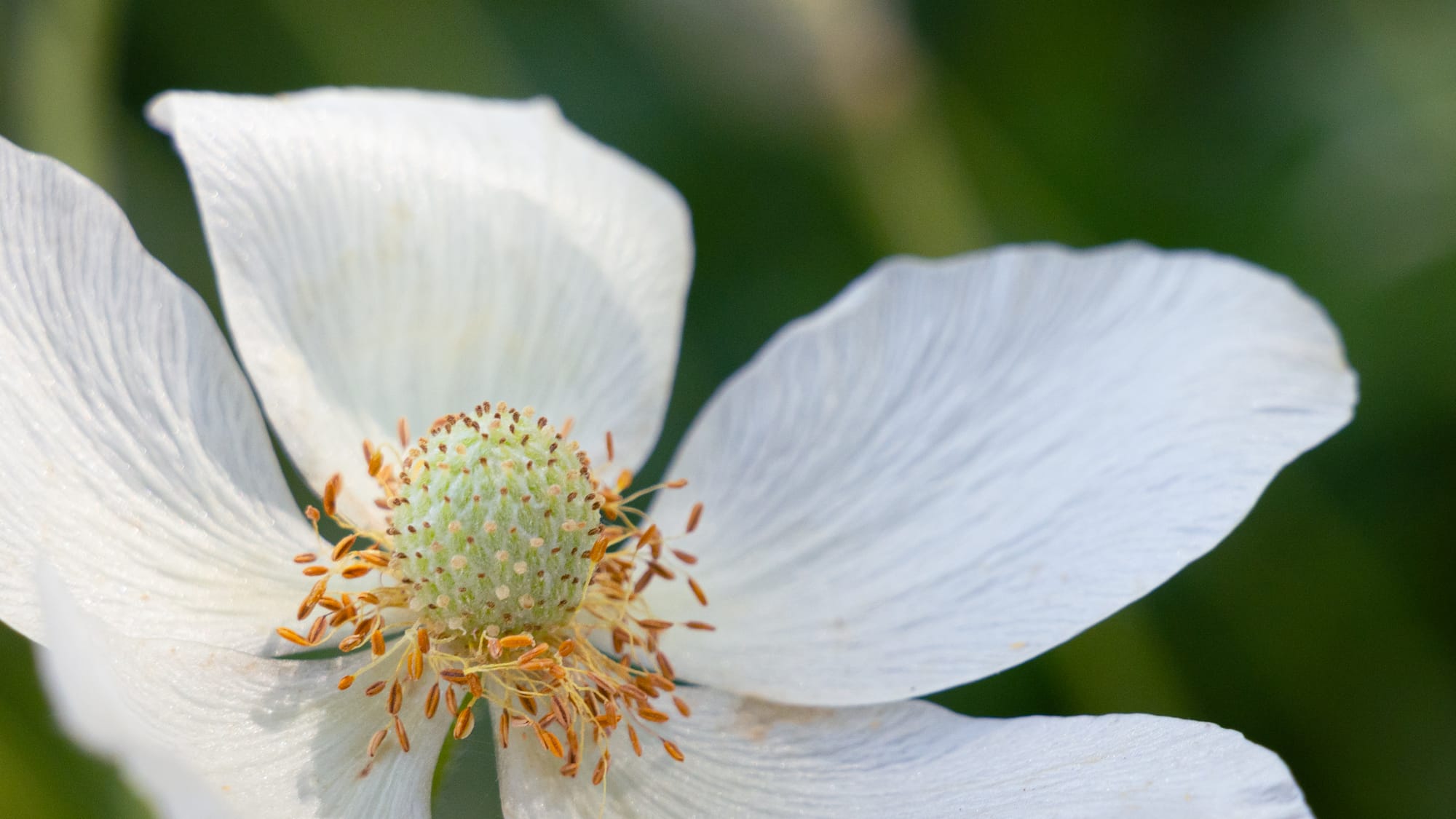 Anemonella thalictroides