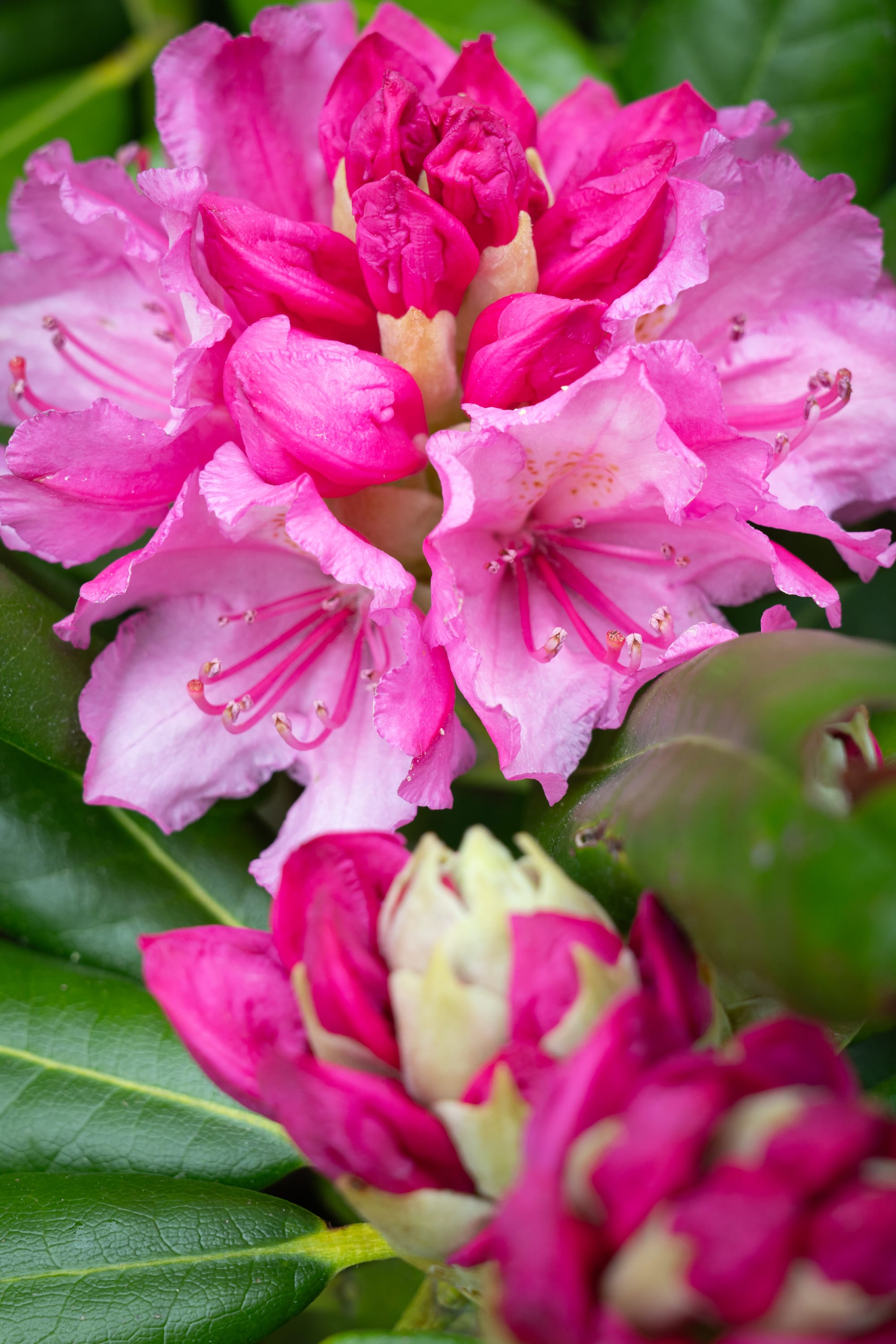 Rhododendron ‘Haaga’