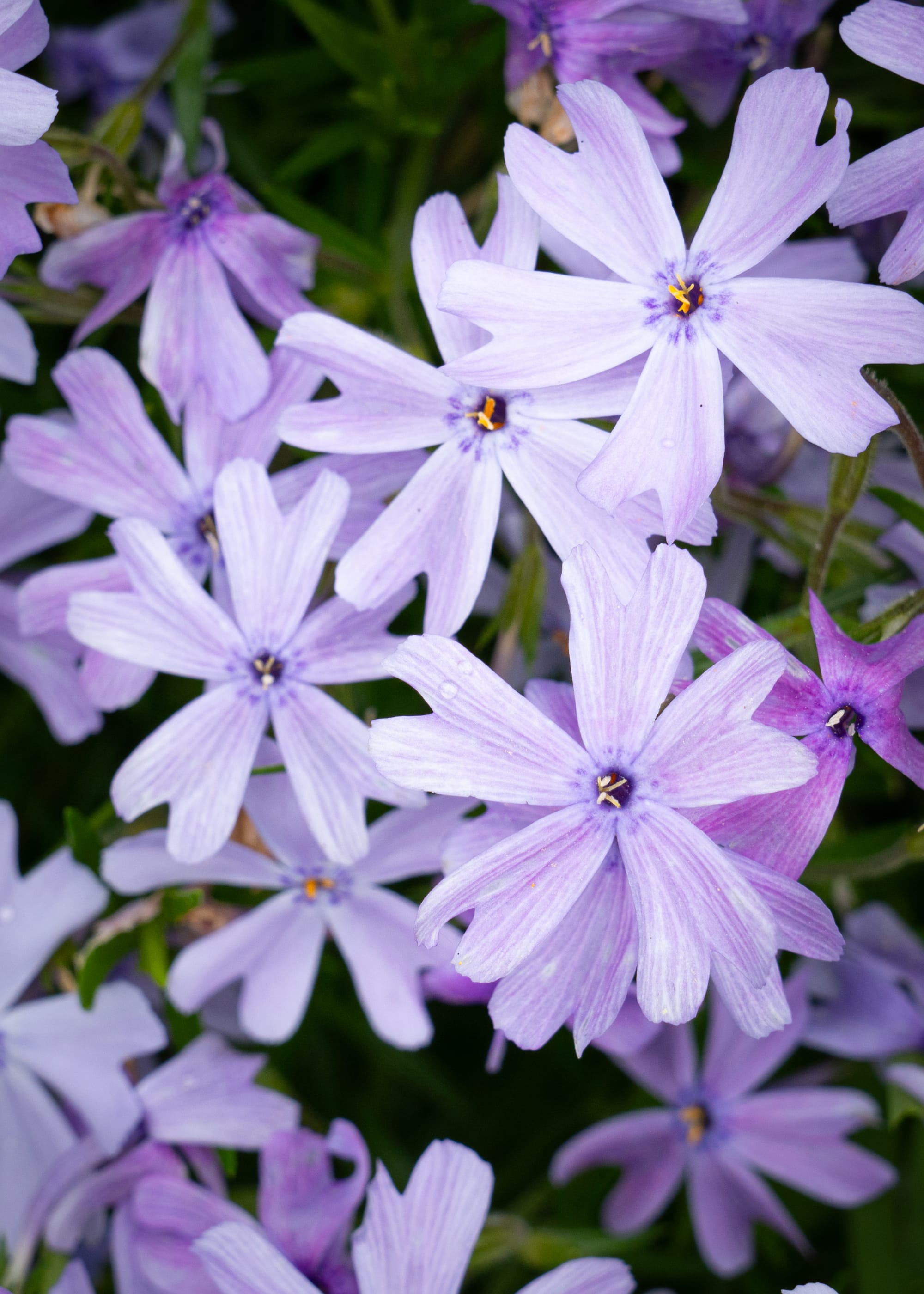 Phlox stolonifera